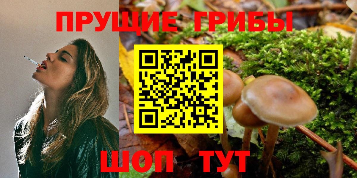 Галлюциногенные грибы Psilocybe Среднеуральск